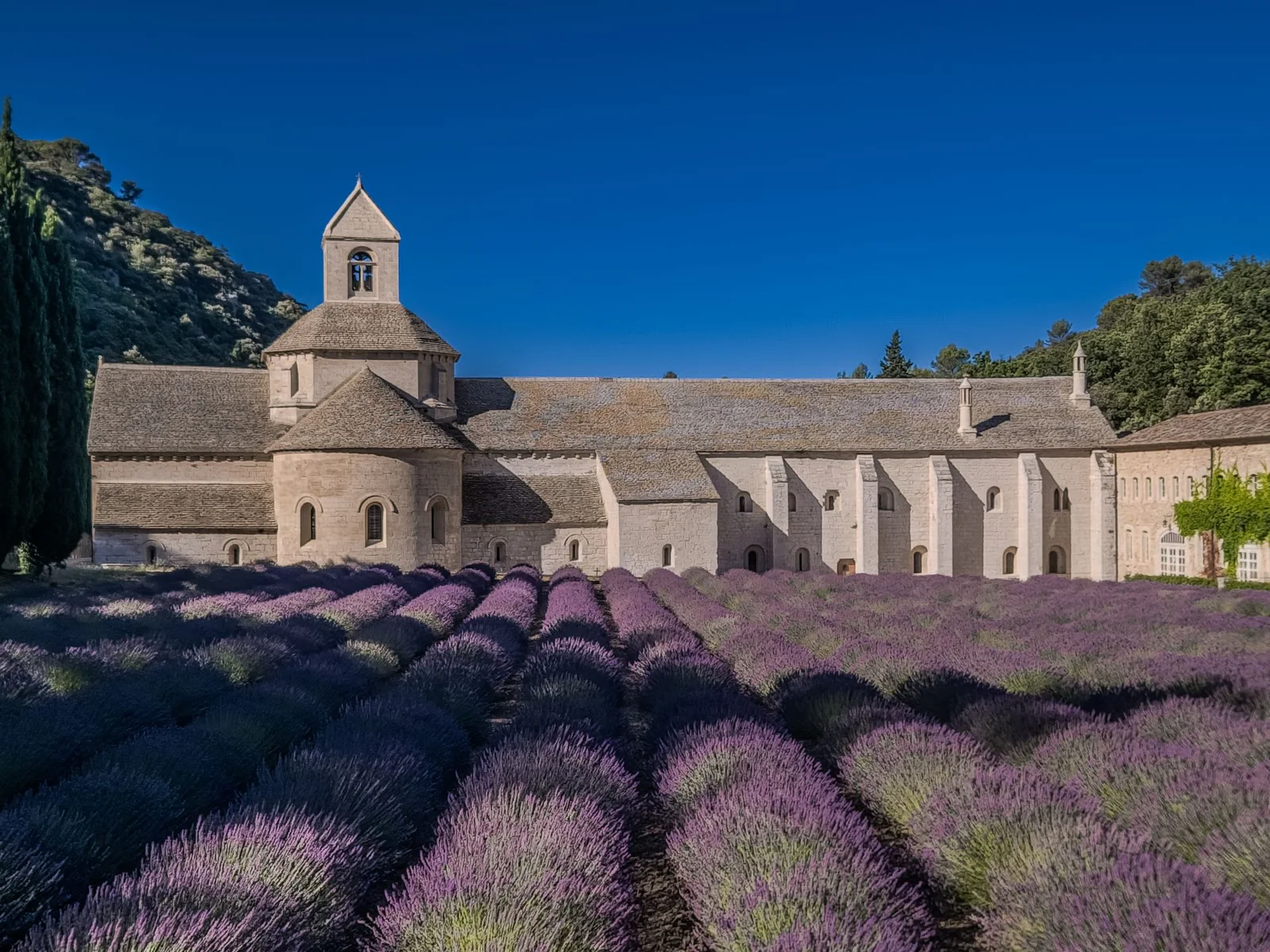 Historic abbey surrounded by lavender fields
